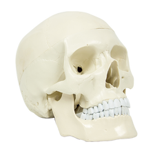 Life Size Anatomical Deluxe Human Skull Model Medical Skeleton Anatomy Replica