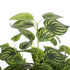 Bright Mixed Philodendron Plant 70cm