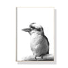 Wall Art 90cmx135cm Kookaburra Black Frame Canvas