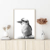 Wall Art 60cmx90cm Kookaburra Black Frame Canvas