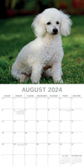 Poodles - 2024 Square Wall Calendar Pets Dog 16 Months Premium Planner New Year