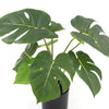 Potted Artificial Split Philodendron Plant With Real Touch Leaves 35cm