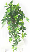 Hanging Green Ivy Bush 80cm