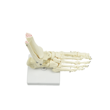 Life Size Foot Joint Anatomical Model Skeleton