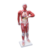 Human Anatomical Muscular Model Muscle System